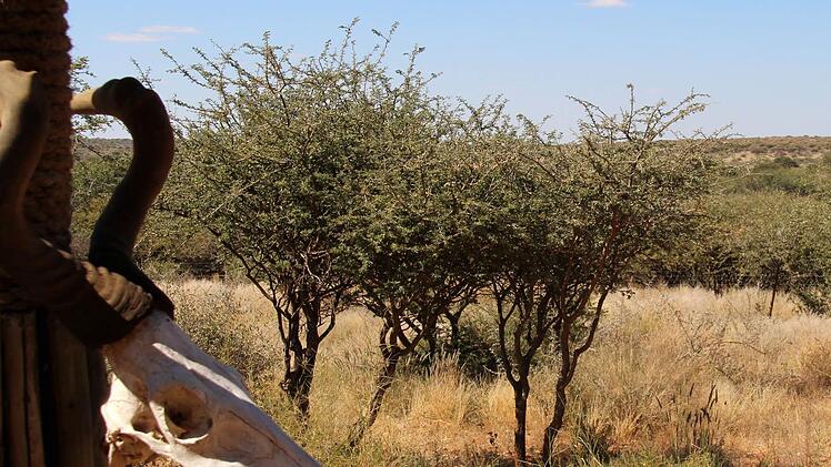 Namibia liegt rund 12 000 Kilometer von Coburg entfernt im Süden des afrikanischen Kontinents.  Foto: dpa/Jürgen Bätz