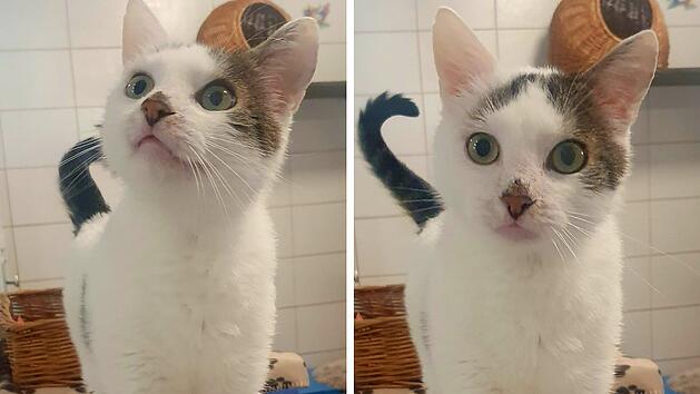 Tierheim Bayreuth: Kater Louie wurde "immer &uuml;bersehen"