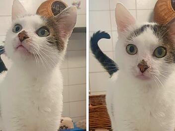 Tierheim Bayreuth: Kater Louie wurde "immer übersehen"