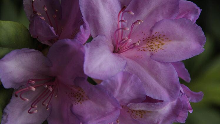 Impressionen aus den Kulmbacher Stadtparks Foto: Jürgen Gärtner