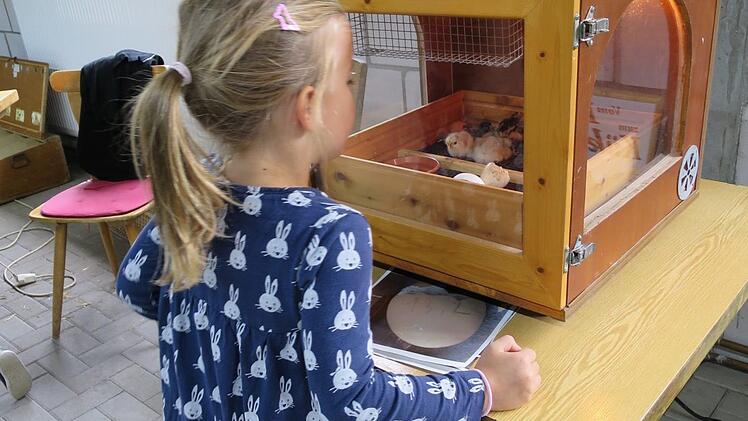 Drinnen entzückten die Küken.