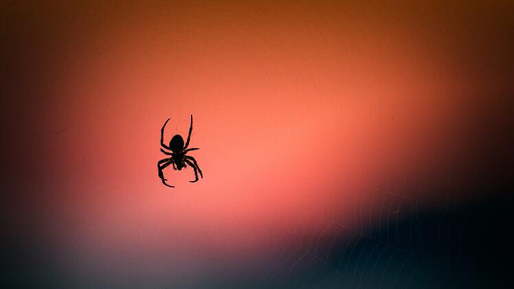Symbolbild: Spinne