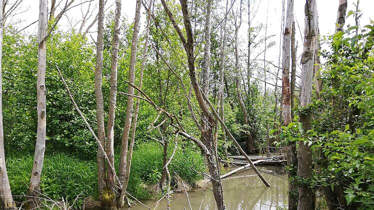 Eine ursprünglich wirkende Auenlandschaft entsteht an der Wannig. Der Mensch greift hier nach Möglichkeit nicht mehr ein. Foto: Heike Beudert