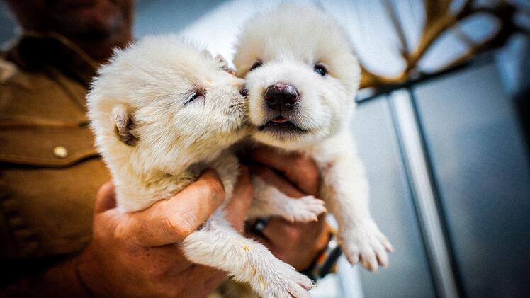 Grauwolf mit Schattenwolf-Genen