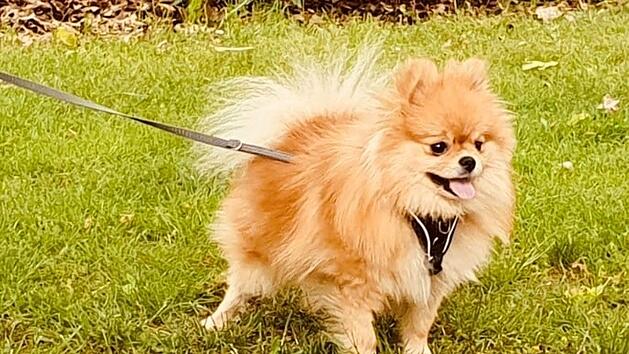 Tierheim N&uuml;rnberg: H&uuml;ndin Pina aus schlechter Haltung befreit