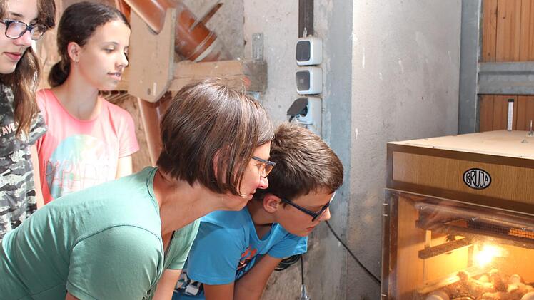 Im Brutkasten konnte man den Küken beim Schlüpfen zusehen. Kaninchen, Küken, sogar kleine Katzen bekamen jede Menge Streicheleinheiten.