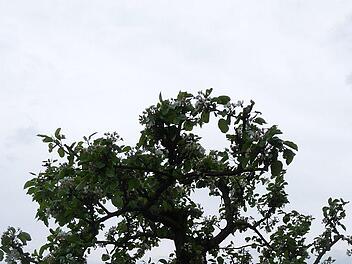 Baum vor Rapsfeld