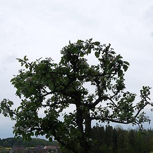 Baum vor Rapsfeld