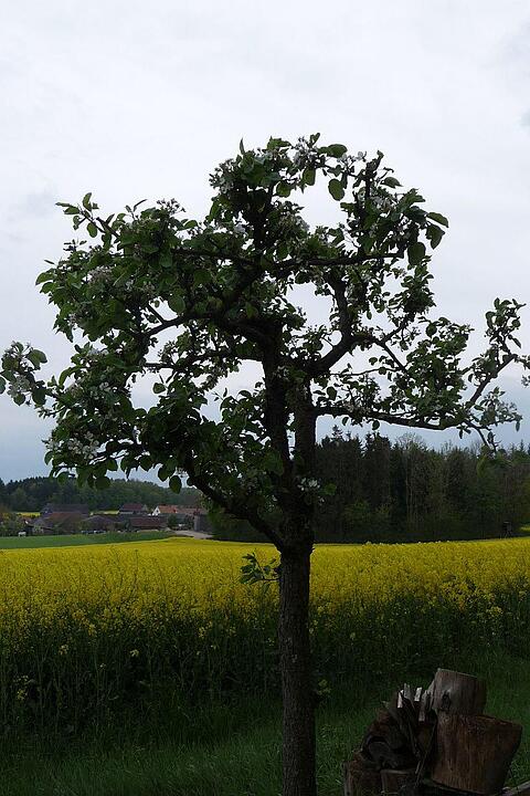 Baum vor Rapsfeld