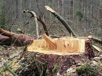 Nicht nur die Trockenheit, vor allem auch Käferbefall und  der Schwammspinner macht dem Wald zu schaffen.   Der Holzeinschlag für 2020 wird deshalb gesenkt.     Foto: Daniel Wiener