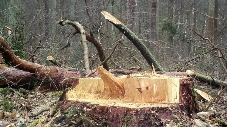 Nicht nur die Trockenheit, vor allem auch Käferbefall und  der Schwammspinner macht dem Wald zu schaffen.   Der Holzeinschlag für 2020 wird deshalb gesenkt.     Foto: Daniel Wiener
