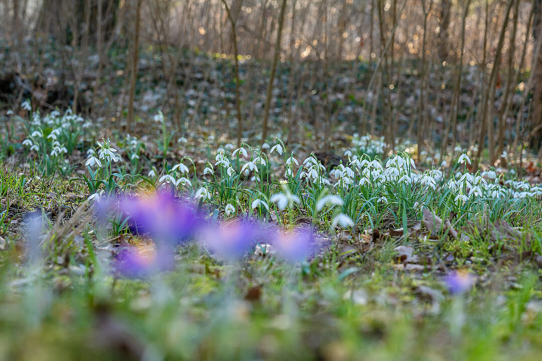 Fr&uuml;hlingserwachen: So sch&ouml;n bl&uuml;ht es im Bamberger Hain