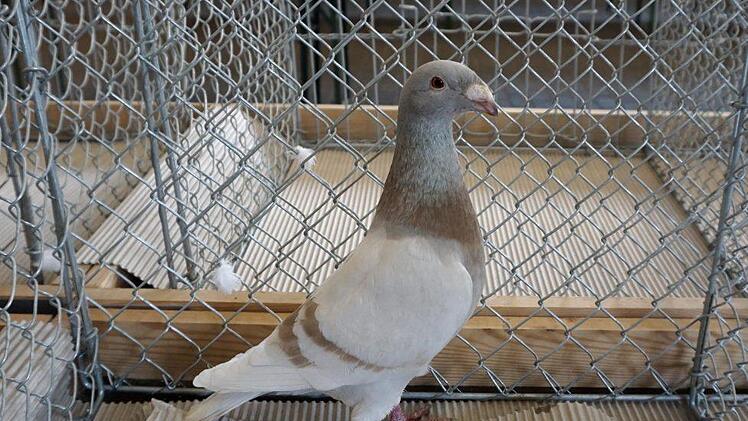 Foto: Richard Sänger