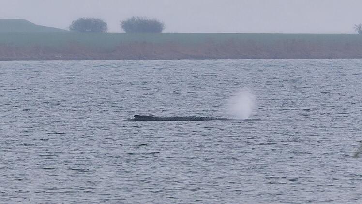 Buckelwal liegt weiter in Wismarer Bucht