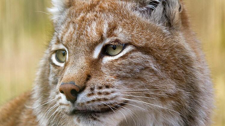 Luchs "Schörschla" hat alles im Blick.  Foto: Florian Dittert
