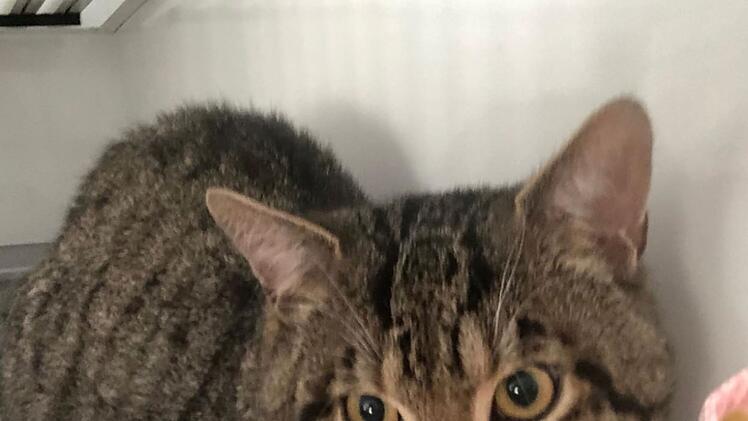 Tierheim Hersbruck fassungslos: Kater hinter Altkleidercontainer "wie Müll abgestellt"