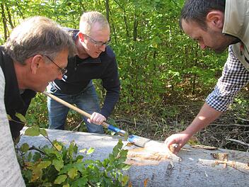 Fuchsstädter Waldarbeiter und Revierförster Rainer Bräunig sind dem Borkenkäfer an einer gefällten Buche auf der Spur.                 Foto: Winfried Ehling
