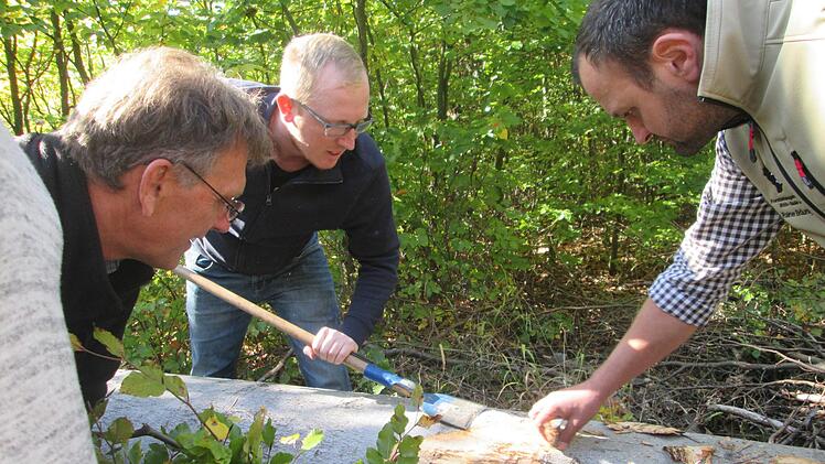 Fuchsstädter Waldarbeiter und Revierförster Rainer Bräunig sind dem Borkenkäfer an einer gefällten Buche auf der Spur.                 Foto: Winfried Ehling
