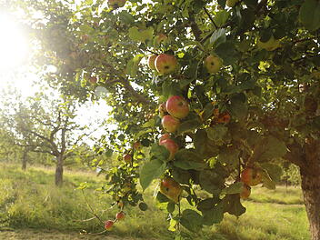 Offene Gärten im September im Landkreis Bamberg