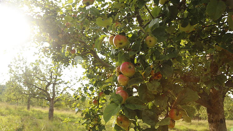 Offene Gärten im September im Landkreis Bamberg