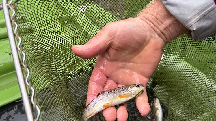 12.000 Fische werden umgesiedelt