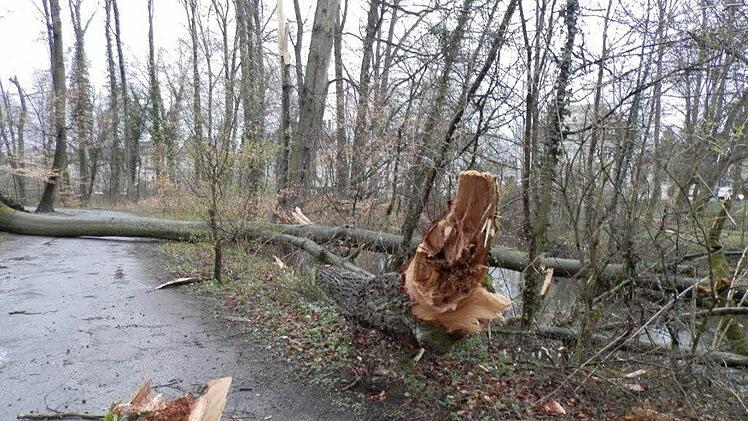 In der Nähe des Bootshauses wurde eine Buche vom Sturm gefällt und riss im Fallen eine Eiche mit um. Foto: Stadt Bamberg