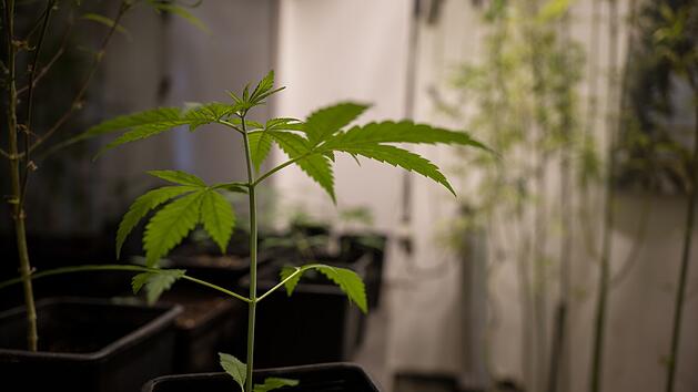 Cannabis-Pflanzen
