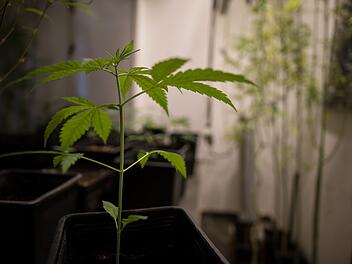 Cannabis-Pflanzen