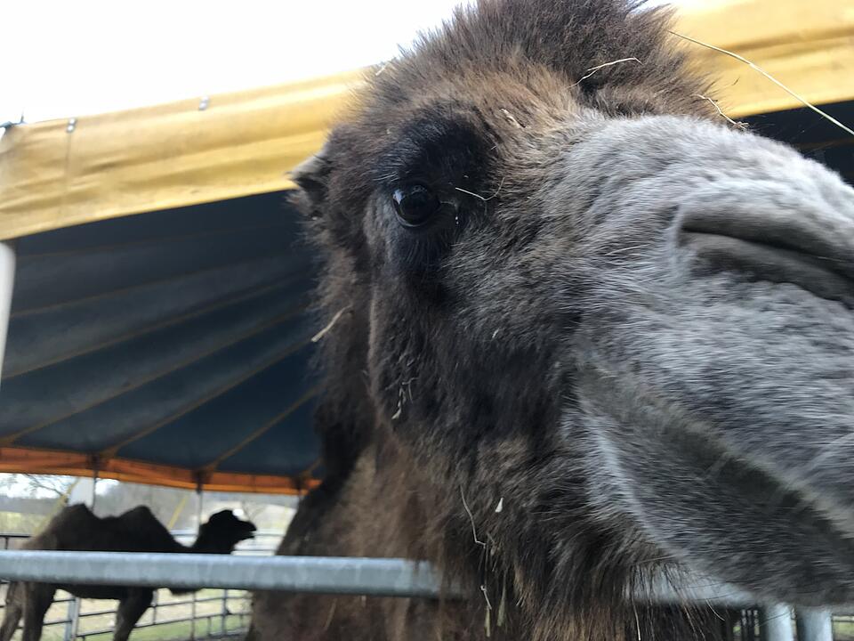 Zu Besuch bei Lamas und Kamelen im Kreis Haßberge