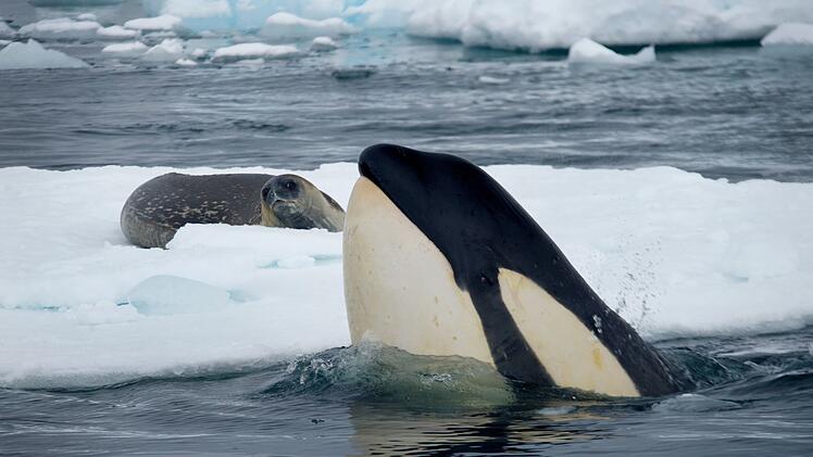 Orcas können bis zu zehn Tonnen schwer werden.