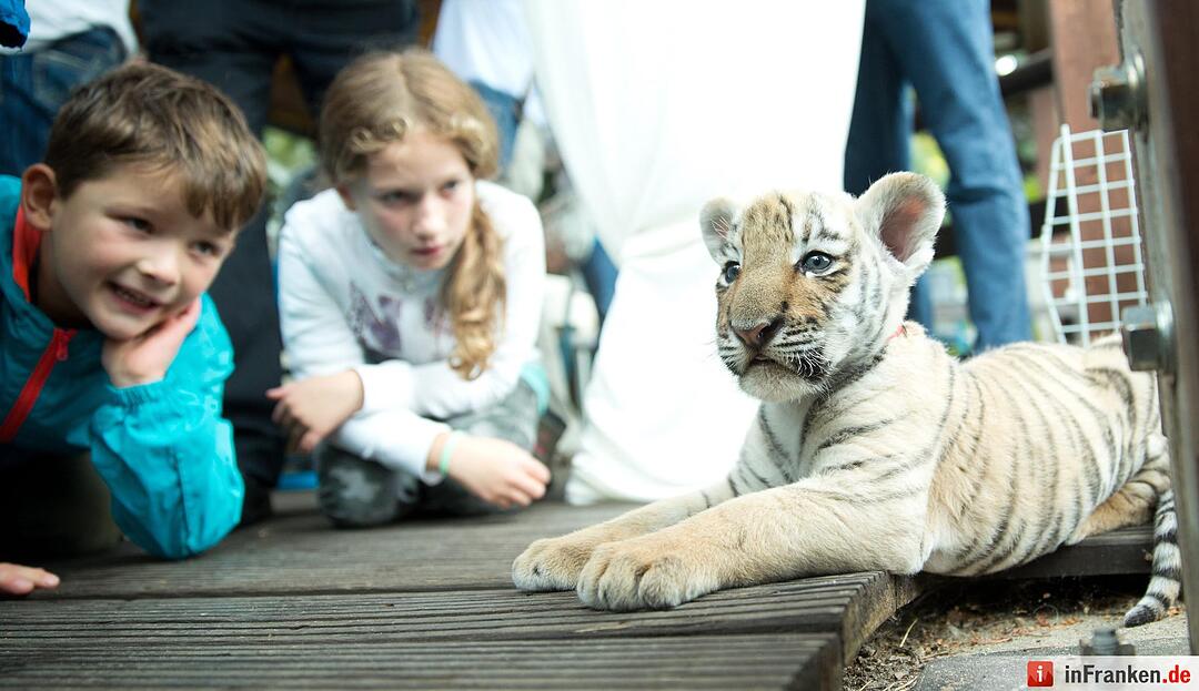 Tigerbaby vor Tierarzt-Praxis ausgesetzt
