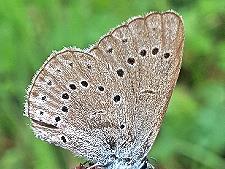 Deutschlandweit ist der Helle Wiesenknopf-Ameisenbl&auml;uling gef&auml;hrdet.