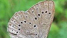 Deutschlandweit ist der Helle Wiesenknopf-Ameisenbl&auml;uling gef&auml;hrdet.