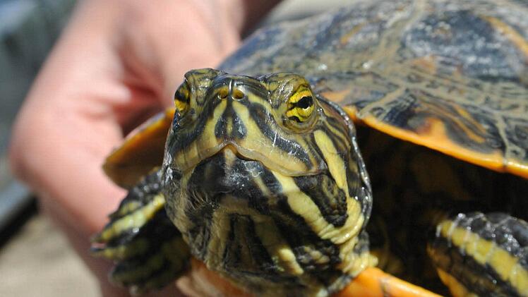 September: Ein Angler hat eine Schildkröte am Haken. Eine Rotwangenschmuck-Schildkröte zog Johann Launer beim Angeln aus dem Goßmannsdorfer Badesee (Landkreis Haßberge) . Foto: Brigitte Krause