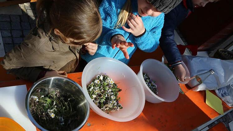 Wildkräuter-Nachmittag bei unserer Traumgarten AG Foto: Barbara Herbst