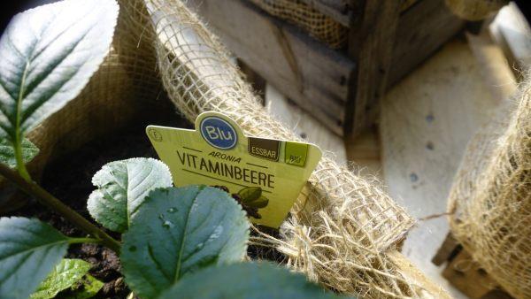 Aronia: Die Vitaminbeere für Ihren Balkon. Foto: inFranken.de