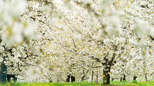 Ausflugstipp: Kirschbl&uuml;te in der Fr&auml;nkischen Schweiz