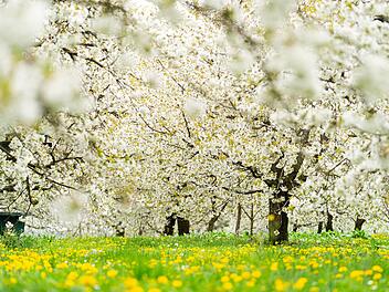 Ausflugstipp: Kirschblüte in der Fränkischen Schweiz