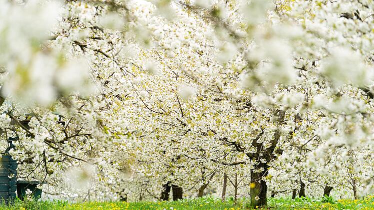 Ausflugstipp: Kirschblüte in der Fränkischen Schweiz