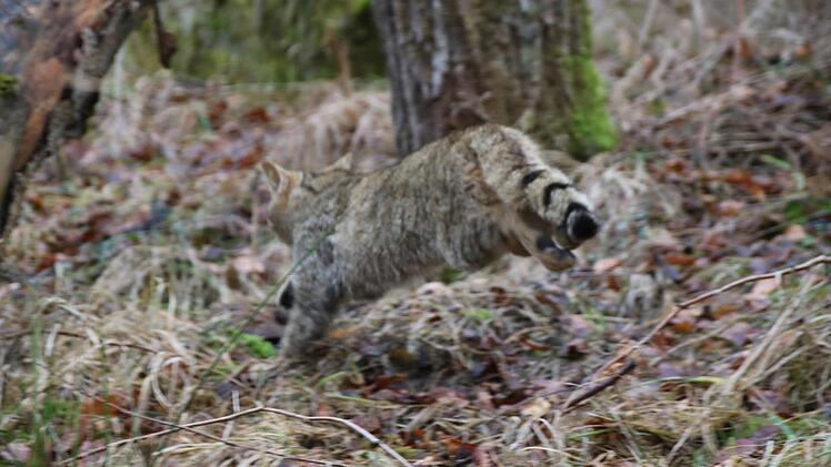 Eine Wildkatze macht sich hier schnell aus dem Staub. Foto: Kathrin Kupka-Hahn