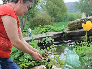 Helga Dressel pinselt den Stil einer ihrer Tomaten. Das macht sie jeden Tag. Die größte Tomate, die sie jemals geerntet hat, wog ein Kilogramm. Foto: Dominic Buckreus