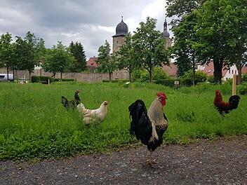 Die Natur ist für Ebern wichtiges Kapital. Die Stadt will noch mehr tun, um die biologische Vielfalt zu fördern. Unser Bild entstand in der Walk-Strasser-Anlage, einem Teil des grünen Rings um Ebern, dessen Neugestaltung seit langem diskutiert wird.  Archivfoto:Eckehard Kiesewetter