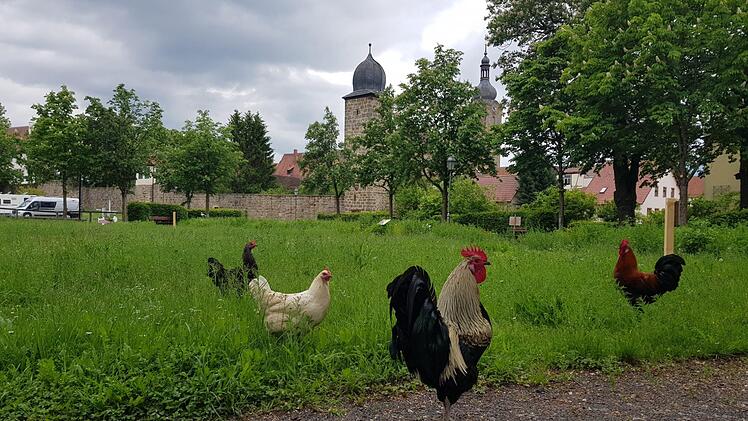 Die Natur ist für Ebern wichtiges Kapital. Die Stadt will noch mehr tun, um die biologische Vielfalt zu fördern. Unser Bild entstand in der Walk-Strasser-Anlage, einem Teil des grünen Rings um Ebern, dessen Neugestaltung seit langem diskutiert wird.  Archivfoto:Eckehard Kiesewetter