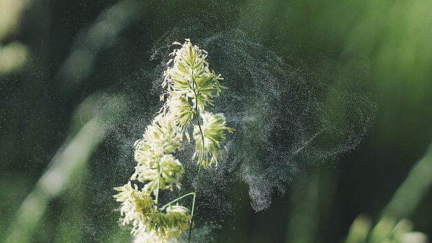 Pollenalarm: Immer mehr Leute reagieren allergisch. Symbolfoto: Free-Photos/Pixabay.com