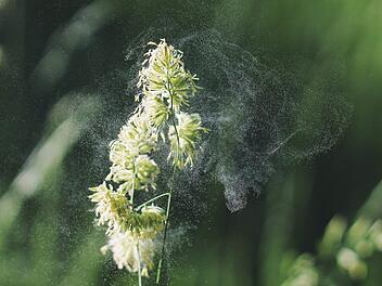 Pollenalarm: Immer mehr Leute reagieren allergisch. Symbolfoto: Free-Photos/Pixabay.com
