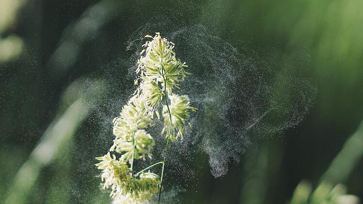 Pollenalarm: Immer mehr Leute reagieren allergisch. Symbolfoto: Free-Photos/Pixabay.com