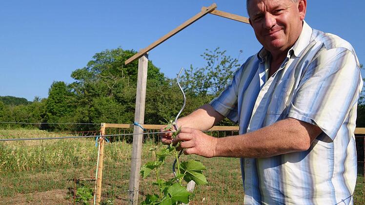 Im Maital hat Dieter Petsch an einem Hang Weinreben gepflanzt. Foto: Heike Beudert
