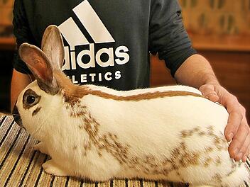 Als Europameister und Europachampion kam der Kaninchenzüchter Felix Mack  von der Europaschau des Dachverbandes in Dänemark zurück. Er wohnt in Bad  Neustadt-Brendlorenzen und ist Mitglied im Kleintierzuchtverein Münnerstadt  und Umgebung. Foto: Dieter Britz
