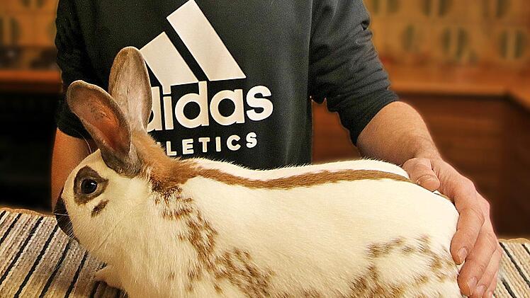 Als Europameister und Europachampion kam der Kaninchenzüchter Felix Mack  von der Europaschau des Dachverbandes in Dänemark zurück. Er wohnt in Bad  Neustadt-Brendlorenzen und ist Mitglied im Kleintierzuchtverein Münnerstadt  und Umgebung. Foto: Dieter Britz