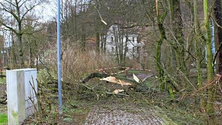 Am Mainufer in Höhe des Schwedenstegs in Kulmbach stürzte dieser Baum um.  Foto: Matthias Beetz